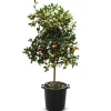 Hortiflora Pflanzenversand^Calamondinbaum Citrus Mitis Calamondin 140-160Cm