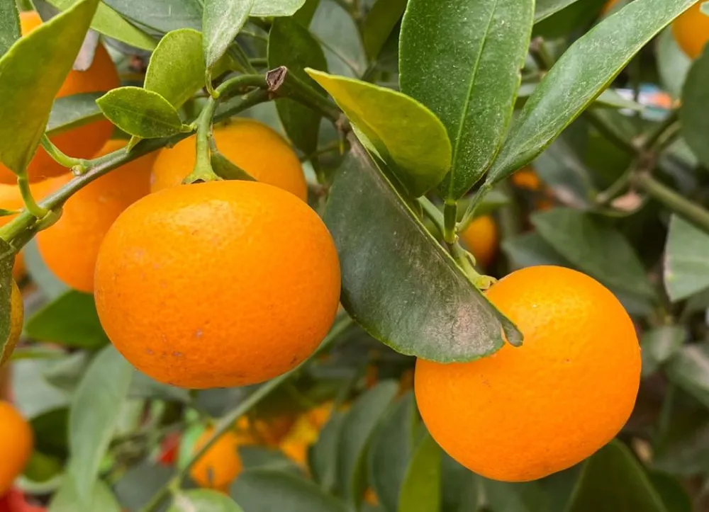 Hortiflora Pflanzenversand^Calamondinbaum Citrus Mitis Calamondin 140-160Cm
