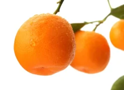 Hortiflora Pflanzenversand^Calamondinbaum Citrus Mitis Calamondin 140-160Cm