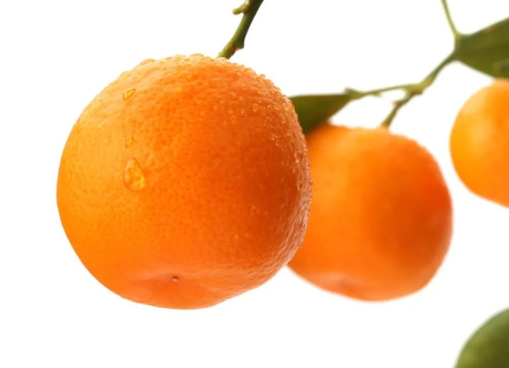 Hortiflora Pflanzenversand^Calamondinbaum Citrus Mitis Calamondin 140-160Cm