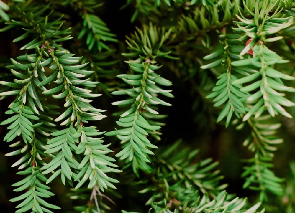 Hortiflora Pflanzenversand^Europaische Eibe Taxus Baccata Heckenpflanze 120-140Cm