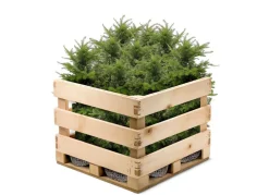 Hortiflora Pflanzenversand^Europaische Eibe Taxus Baccata Heckenpflanze 120-140Cm