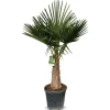 Hortiflora Pflanzenversand^Hanfpalme Trachycarpus Fortunei 190-210Cm