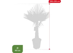 Hortiflora Pflanzenversand^Hanfpalme Trachycarpus Fortunei 190-210Cm