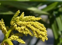 Hortiflora Pflanzenversand^Hanfpalme Trachycarpus Fortunei 190-210Cm
