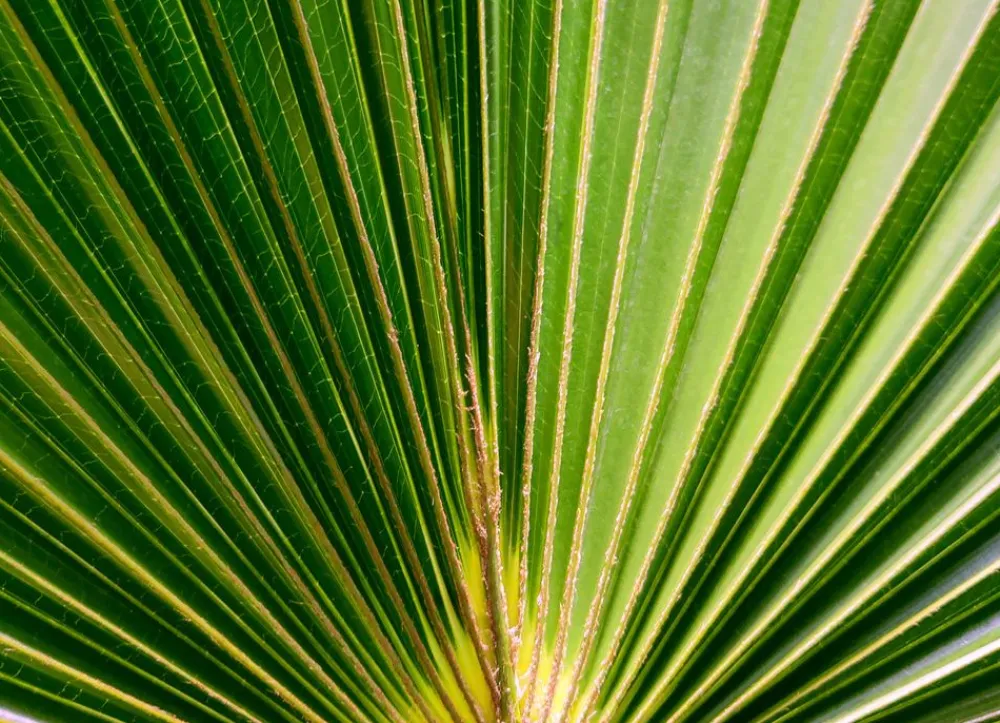 Hortiflora Pflanzenversand^Hanfpalme Trachycarpus Fortunei 190-210Cm