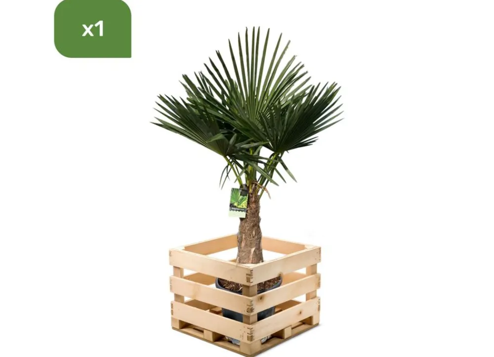 Hortiflora Pflanzenversand^Hanfpalme Trachycarpus Fortunei 190-210Cm