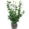 Hortiflora Pflanzenversand^Kirschlorbeer Prunus Laurocerasus Novita Heckenpflanze 125-150Cm
