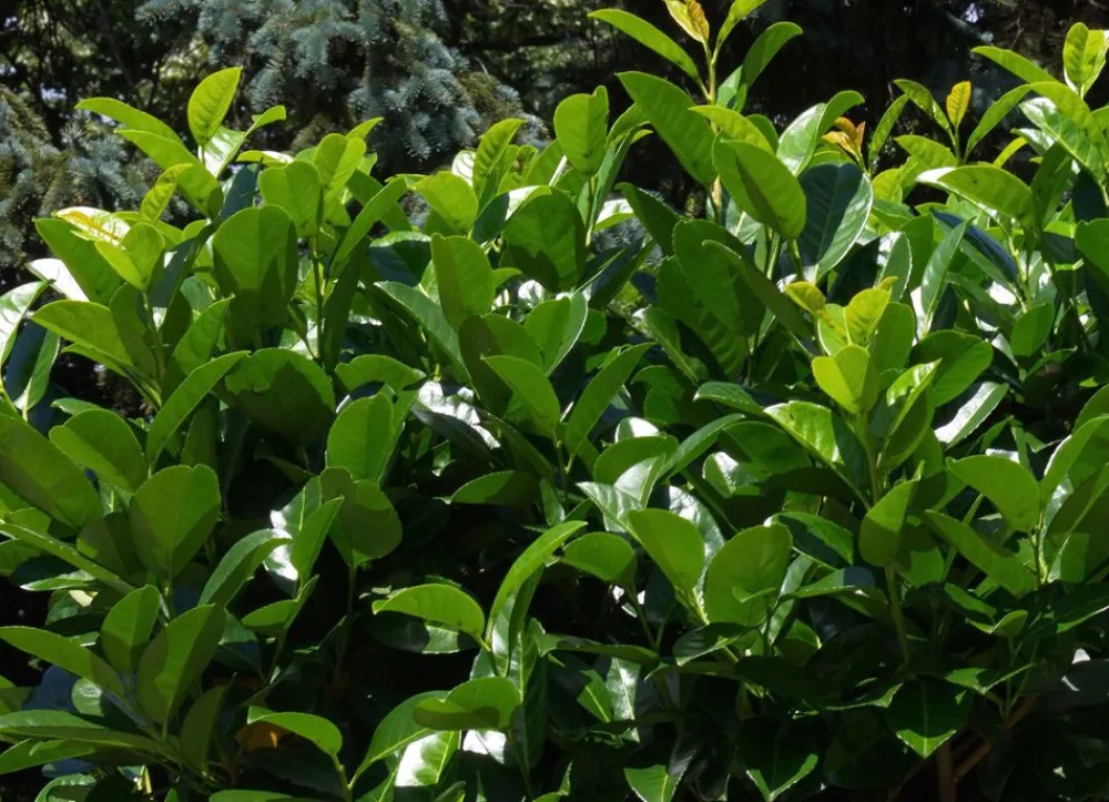 Hortiflora Pflanzenversand^Kirschlorbeer Prunus Laurocerasus Novita Heckenpflanze 125-150Cm
