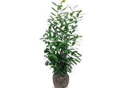 Hortiflora Pflanzenversand^Kirschlorbeer Prunus Laurocerasus Novita Heckenpflanze 150-175Cm