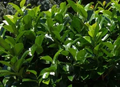 Hortiflora Pflanzenversand^Kirschlorbeer Prunus Laurocerasus Novita Heckenpflanze 150-175Cm