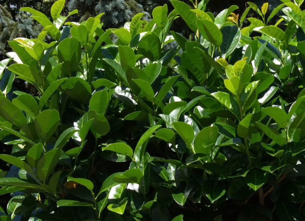 Hortiflora Pflanzenversand^Kirschlorbeer Prunus Laurocerasus Novita Heckenpflanze 150-175Cm