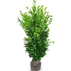 Hortiflora Pflanzenversand^Kirschlorbeer Prunus Laurocerasus Rotundifolia Heckenpflanze 200-225Cm