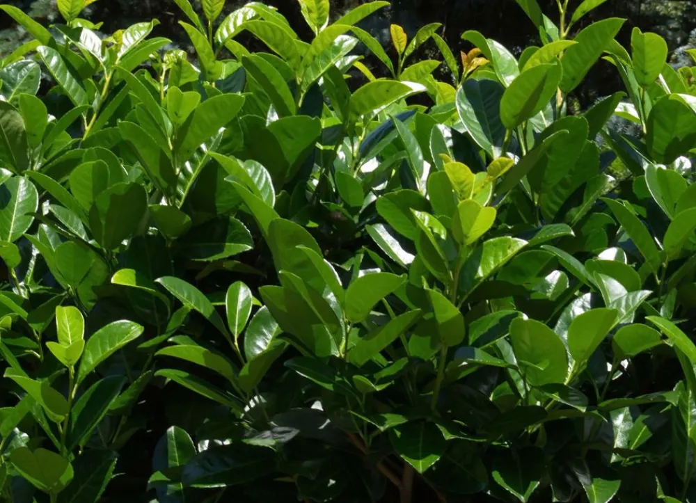 Hortiflora Pflanzenversand^Kirschlorbeer Prunus Laurocerasus Rotundifolia Heckenpflanze 200-225Cm