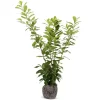 Hortiflora Pflanzenversand^Kirschlorbeer Prunus Laurocerasus Novita Heckenpflanze 175-200Cm