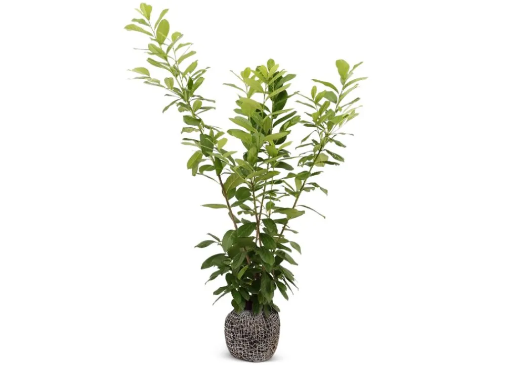 Hortiflora Pflanzenversand^Kirschlorbeer Prunus Laurocerasus Novita Heckenpflanze 175-200Cm