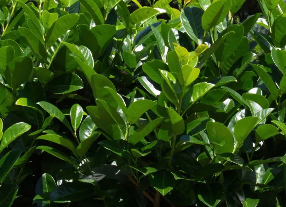 Hortiflora Pflanzenversand^Kirschlorbeer Prunus Laurocerasus Rotundifolia Heckenpflanze 125-150Cm