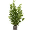 Hortiflora Pflanzenversand^Kirschlorbeer Prunus Laurocerasus Novita Heckenpflanze 200-225Cm