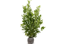 Hortiflora Pflanzenversand^Kirschlorbeer Prunus Laurocerasus Novita Heckenpflanze 200-225Cm