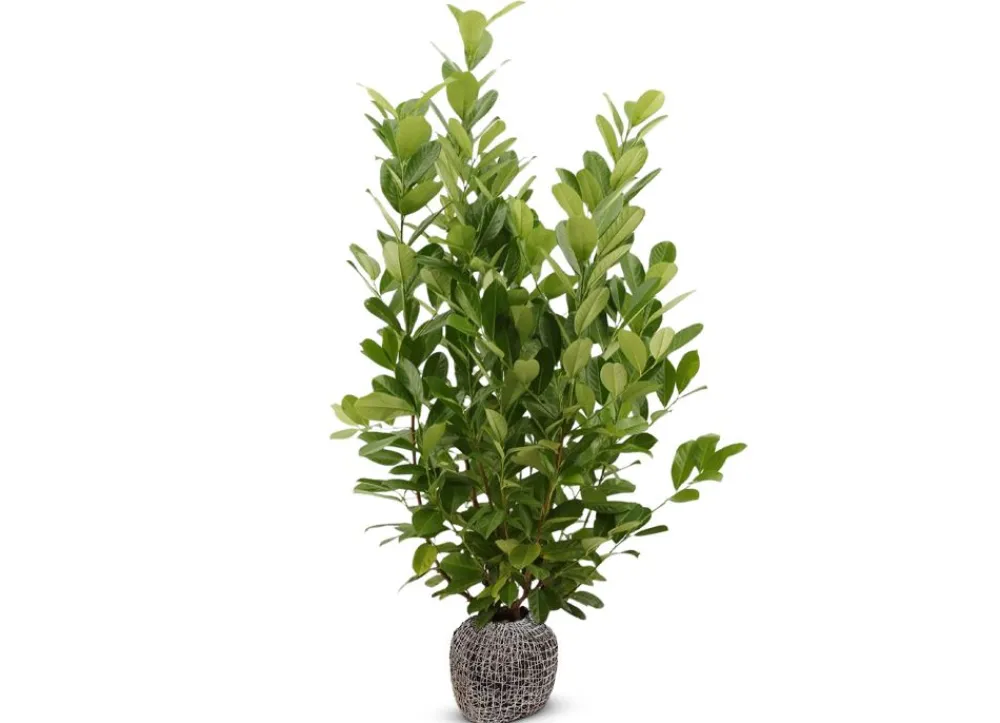 Hortiflora Pflanzenversand^Kirschlorbeer Prunus Laurocerasus Novita Heckenpflanze 200-225Cm