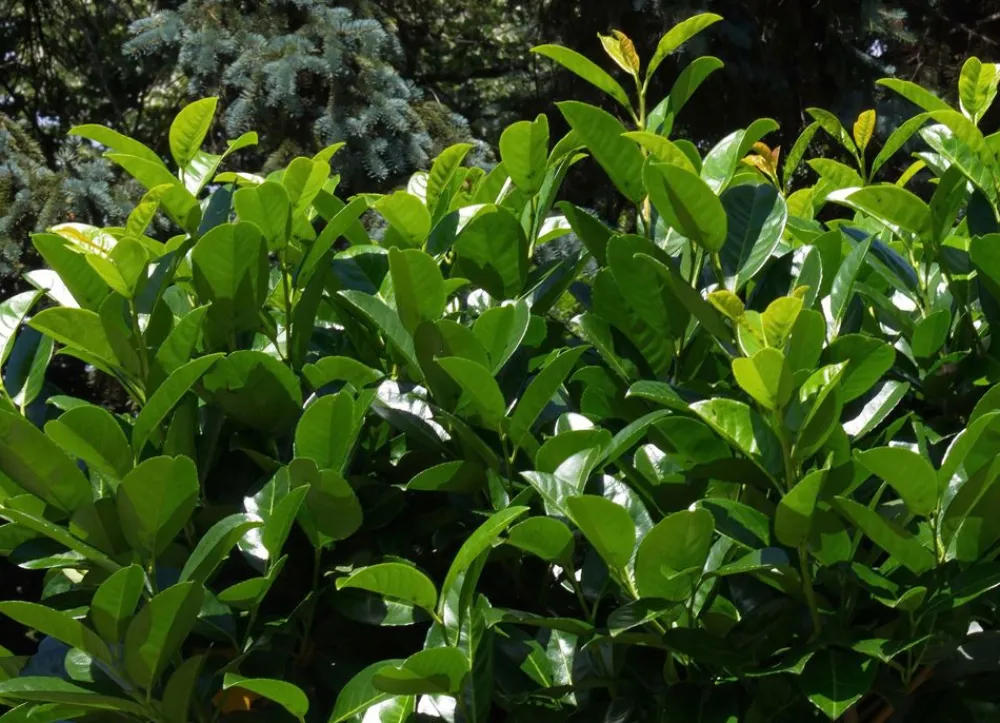 Hortiflora Pflanzenversand^Kirschlorbeer Prunus Laurocerasus Novita Heckenpflanze 200-225Cm