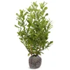 Hortiflora Pflanzenversand^Kirschlorbeer Prunus Laurocerasus Rotundifolia Heckenpflanze 150-175Cm