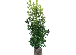 Hortiflora Pflanzenversand^Kirschlorbeer Prunus Laurocerasus Rotundifolia Heckenpflanze 175-200Cm