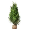 Hortiflora Pflanzenversand^Lebensbaum Thuja Occidentalis Brabant Heckenpflanze 140-160Cm