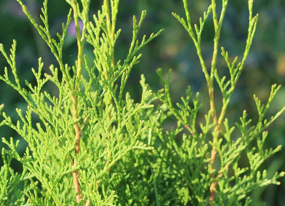 Hortiflora Pflanzenversand^Lebensbaum Thuja Occidentalis Brabant Heckenpflanze 140-160Cm