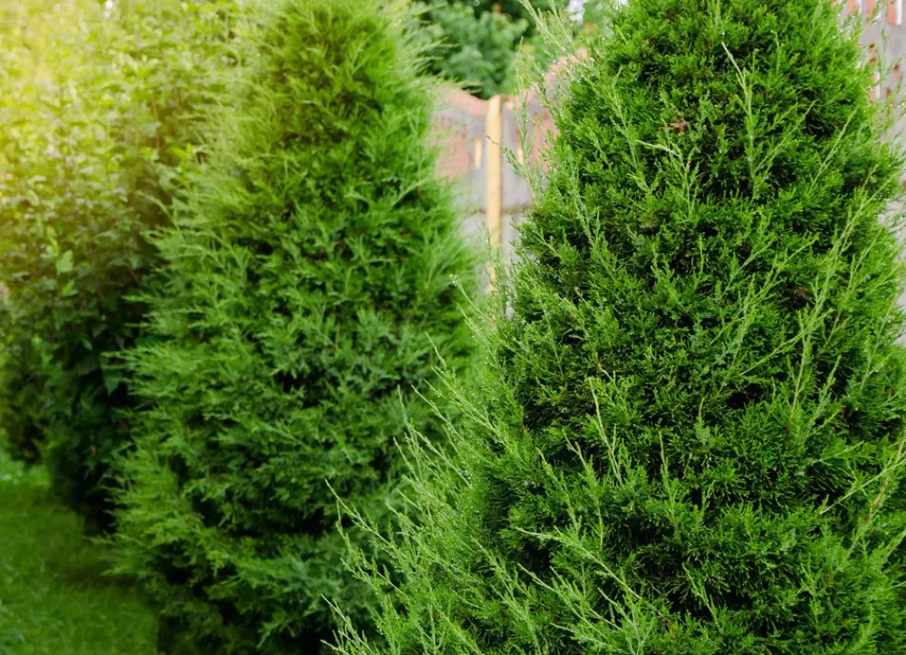 Hortiflora Pflanzenversand^Lebensbaum Thuja Occidentalis Brabant Heckenpflanze 140-160Cm