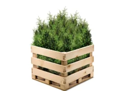 Hortiflora Pflanzenversand^Lebensbaum Thuja Occidentalis Brabant Heckenpflanze 140-160Cm