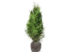 Hortiflora Pflanzenversand^Lebensbaum Thuja Occidentalis Brabant Heckenpflanze 180-200Cm