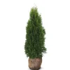 Hortiflora Pflanzenversand^Lebensbaum Thuja Occidentalis Smaragd Heckenpflanze 120-140Cm
