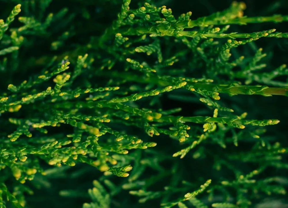 Hortiflora Pflanzenversand^Lebensbaum Thuja Occidentalis Smaragd Heckenpflanze 120-140Cm