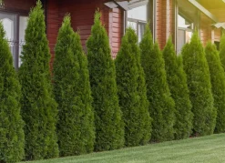 Hortiflora Pflanzenversand^Lebensbaum Thuja Occidentalis Smaragd Heckenpflanze 120-140Cm