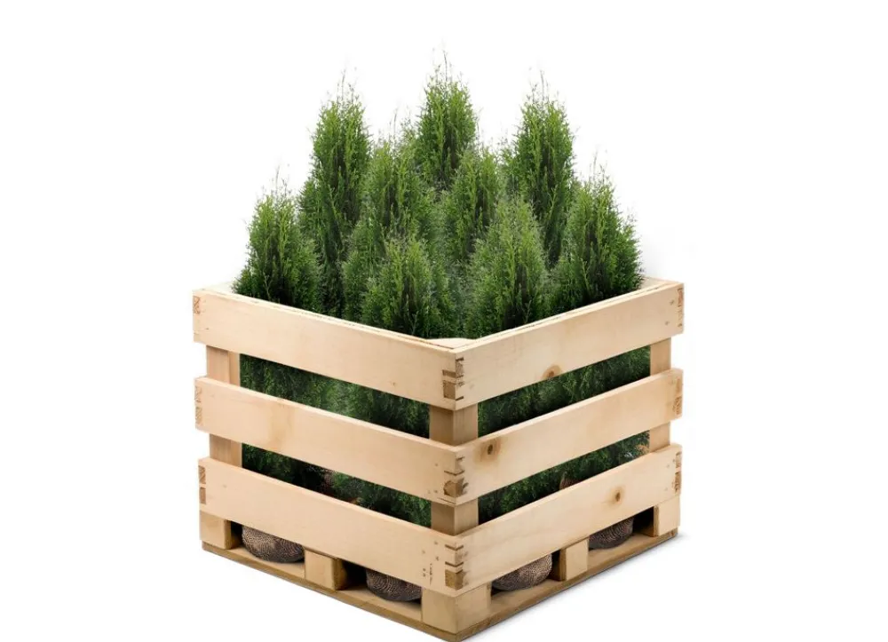 Hortiflora Pflanzenversand^Lebensbaum Thuja Occidentalis Smaragd Heckenpflanze 120-140Cm