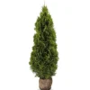 Hortiflora Pflanzenversand^Lebensbaum Thuja Occidentalis Smaragd Heckenpflanze 160-180Cm