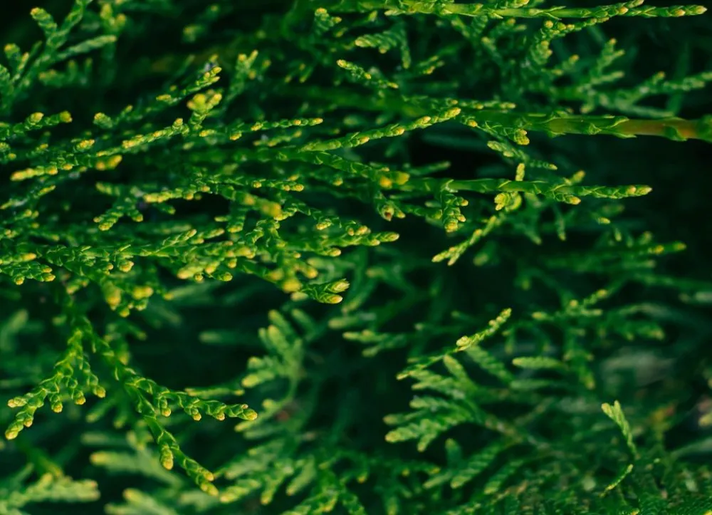 Hortiflora Pflanzenversand^Lebensbaum Thuja Occidentalis Smaragd Heckenpflanze 160-180Cm