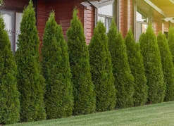 Hortiflora Pflanzenversand^Lebensbaum Thuja Occidentalis Smaragd Heckenpflanze 160-180Cm