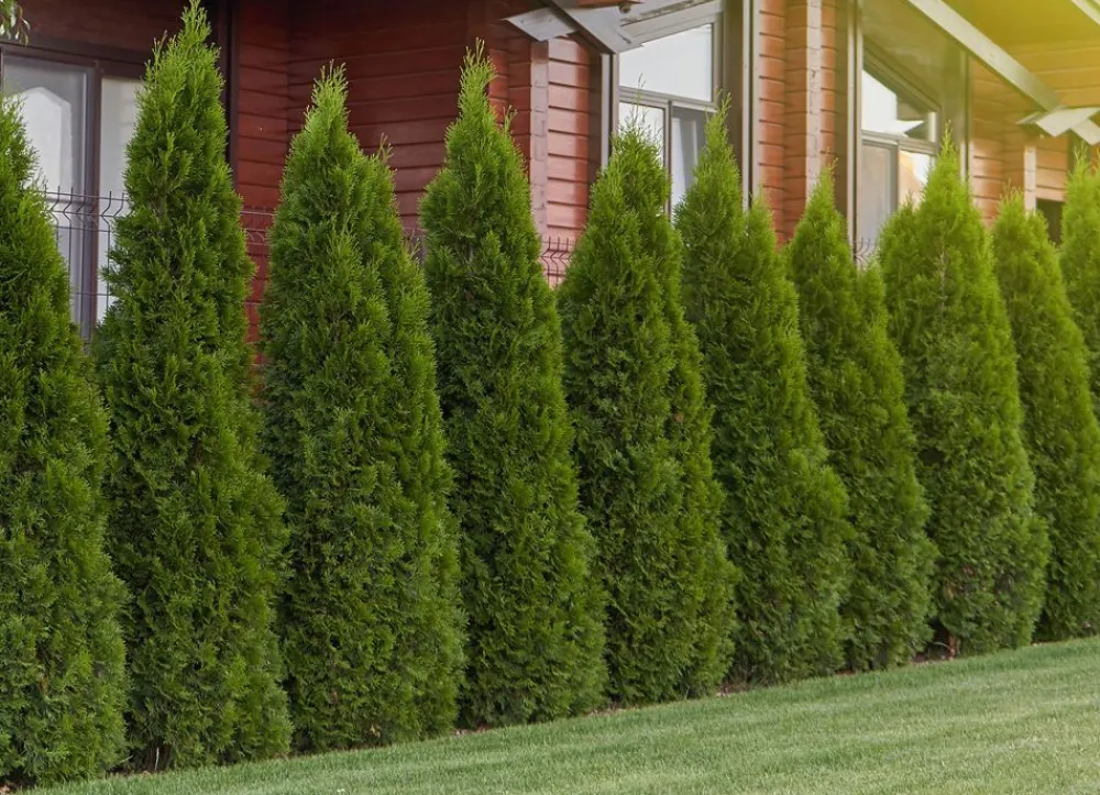 Hortiflora Pflanzenversand^Lebensbaum Thuja Occidentalis Smaragd Heckenpflanze 160-180Cm