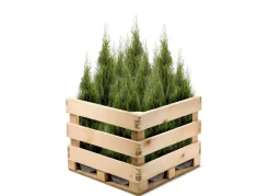 Hortiflora Pflanzenversand^Lebensbaum Thuja Occidentalis Smaragd Heckenpflanze 160-180Cm