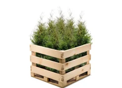 Hortiflora Pflanzenversand^Lebensbaum Thuja Occidentalis Brabant Heckenpflanze 160-180Cm