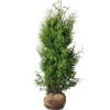 Hortiflora Pflanzenversand^Lebensbaum Thuja Occidentalis Brabant Heckenpflanze 120-140Cm