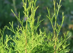 Hortiflora Pflanzenversand^Lebensbaum Thuja Occidentalis Brabant Heckenpflanze 120-140Cm