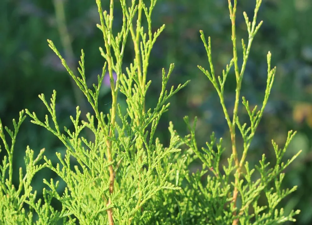 Hortiflora Pflanzenversand^Lebensbaum Thuja Occidentalis Brabant Heckenpflanze 120-140Cm
