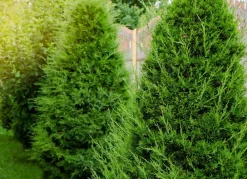 Hortiflora Pflanzenversand^Lebensbaum Thuja Occidentalis Brabant Heckenpflanze 120-140Cm