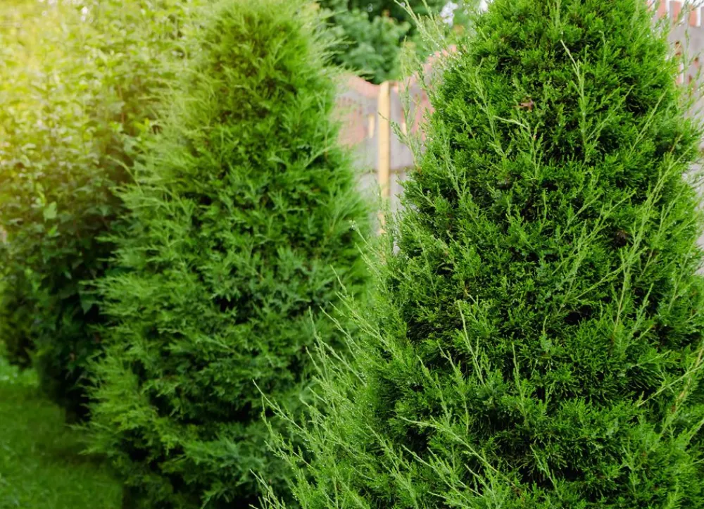 Hortiflora Pflanzenversand^Lebensbaum Thuja Occidentalis Brabant Heckenpflanze 120-140Cm
