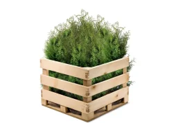 Hortiflora Pflanzenversand^Lebensbaum Thuja Occidentalis Brabant Heckenpflanze 120-140Cm