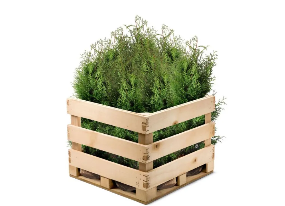 Hortiflora Pflanzenversand^Lebensbaum Thuja Occidentalis Brabant Heckenpflanze 120-140Cm