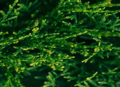 Hortiflora Pflanzenversand^Lebensbaum Thuja Occidentalis Smaragd Heckenpflanze 140-160Cm